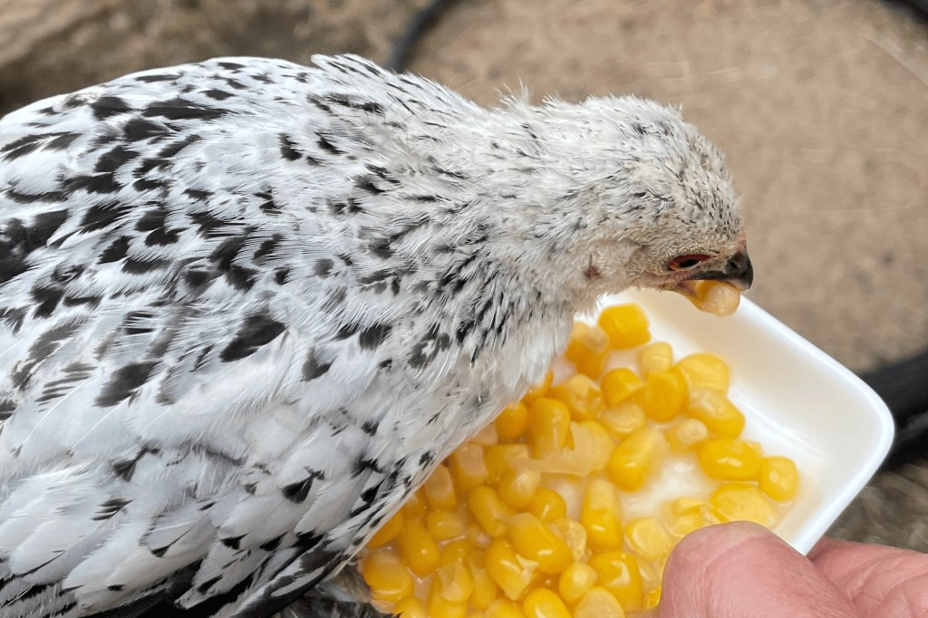 En uppdatering (tuppdatering)