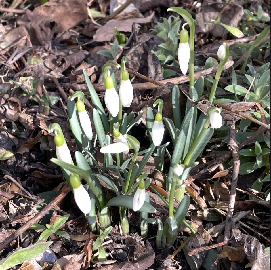 Det våras i&nbsp;rabatterna